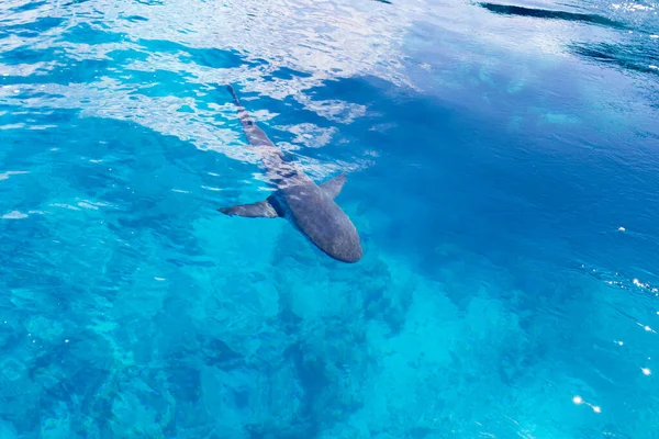 Requin Près Notre Bateau Dans Mer Nouvelle Calédonie — Photo