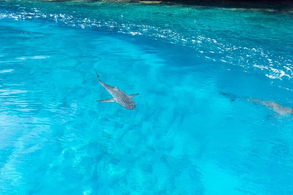 Requin Près Notre Bateau Dans Mer Nouvelle Calédonie — Photo