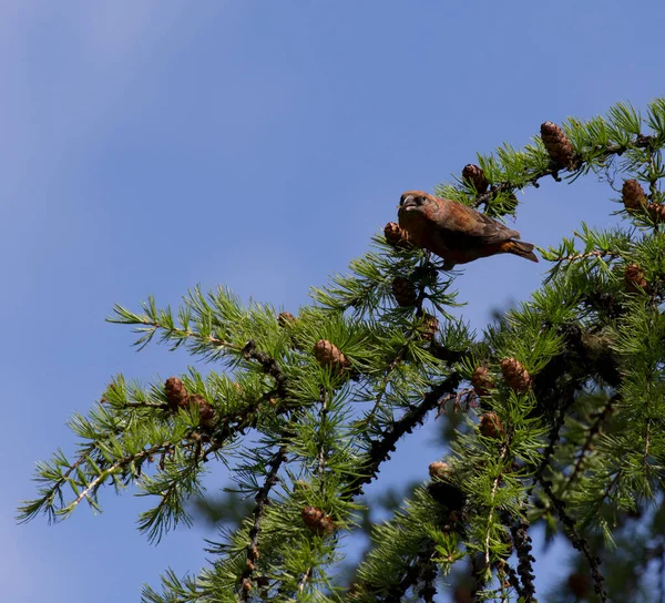 Ein Schöner Loxia Curvirostra Vogel Auf Baum Italien — Stockfoto