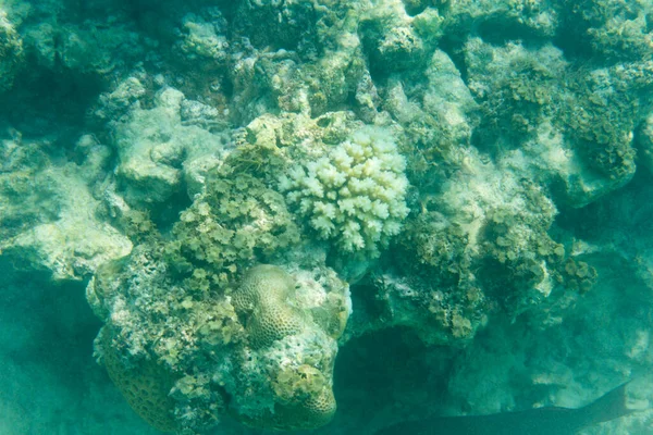 Das Korallenriff Der Seychellen Mit Bleichenden Korallen — Stockfoto