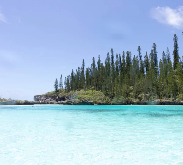 Ile Des Pins Yeni Kaledonya Daki Güzel Doğal Anket — Stok fotoğraf