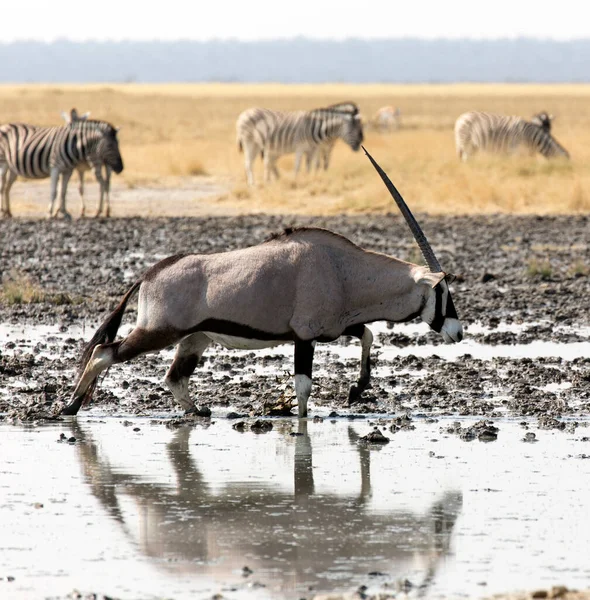 Egy Nagy Oryx Namíbiában Víznyelőnél — Stock Fotó