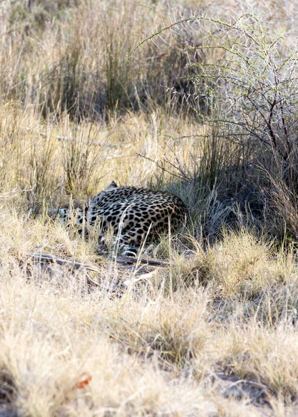 Een Grote Cheeta Slapend Het Gras Namibië — Stockfoto