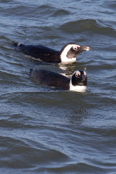 Een Foto Uitzicht Van Pinguïns Namibië — Stockfoto
