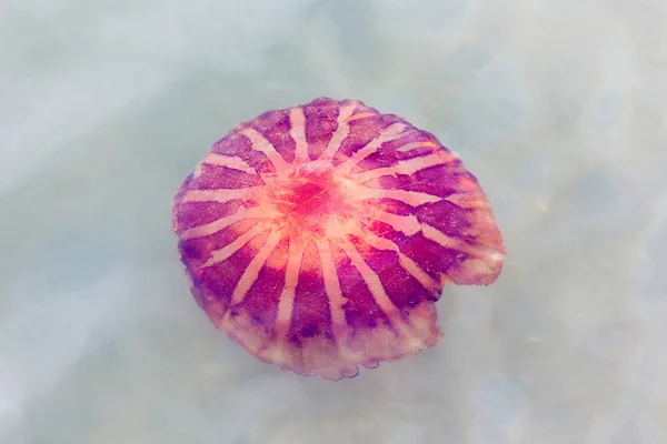 Striped Jellyfish Sea Namibia — Stock Photo, Image