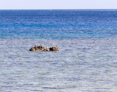 Yeni Kaledonya 'da bir kayanın üzerindeki birkaç martı