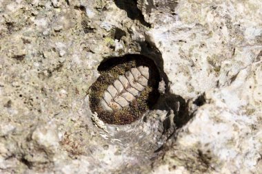 Chiton, Yeni Kaledonya 'da bir kayanın üzerinde
