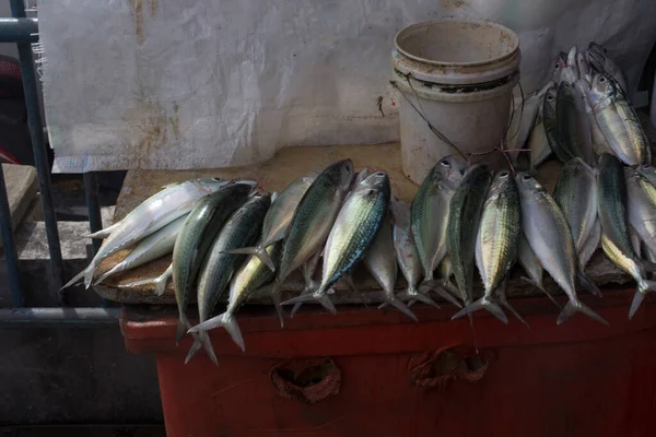 Alguns Peixes Marinhos Vendidos Mercado Das Seicheles — Fotografia de Stock