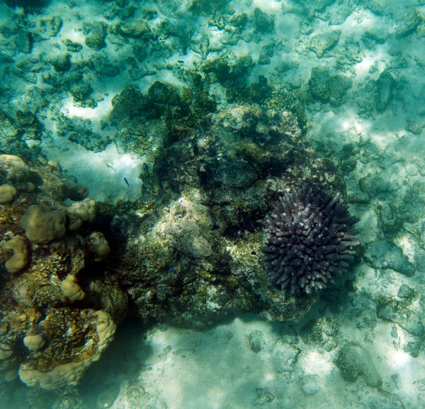 Beautiful Marine Life New Caledonia — Stock Photo, Image