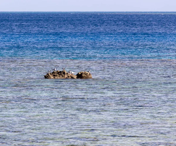 Αρκετοί Γλάροι Ένα Βράχο Στη Νέα Καληδονία — Φωτογραφία Αρχείου