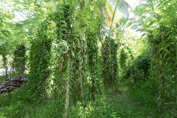 Una Plantación Vainilla Isla Seychelles —  Fotos de Stock