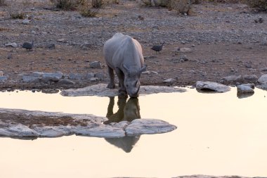 Akşamları Namibya 'daki Etosha parkında bir gergedan.