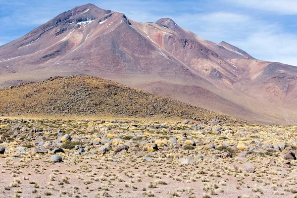 Het Natuurpark Bij Miscanti Lagune Chili — Stockfoto