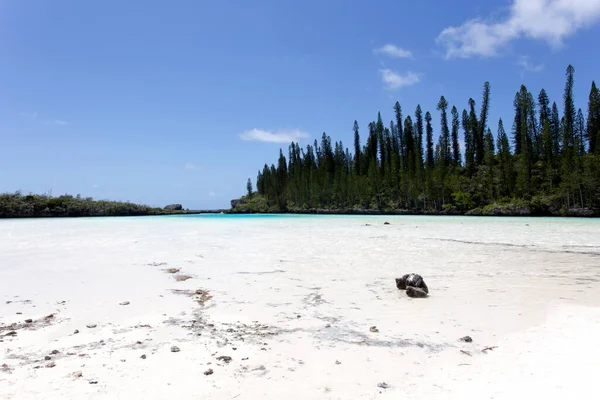 Природный Бассейн Ile Des Pins Новой Каледонии — стоковое фото