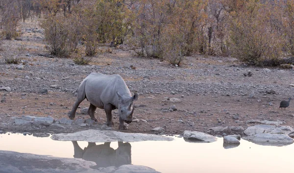 Ein Nashorn Abend Etosha Park Namibia — Stockfoto