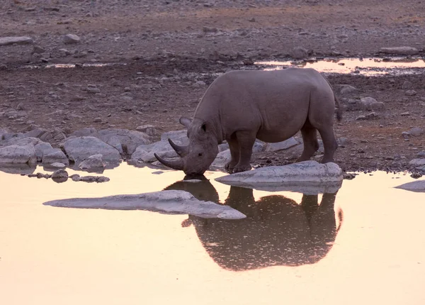 Ein Nashorn Abend Etosha Park Namibia — Stockfoto