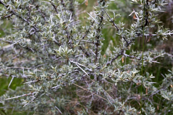 Sea Buckthorn Plant Beginning Spring Italy — Stock Photo, Image