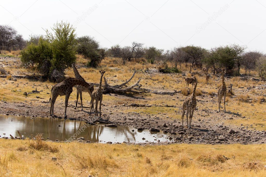 view of Giraffe at water hole in Namibia