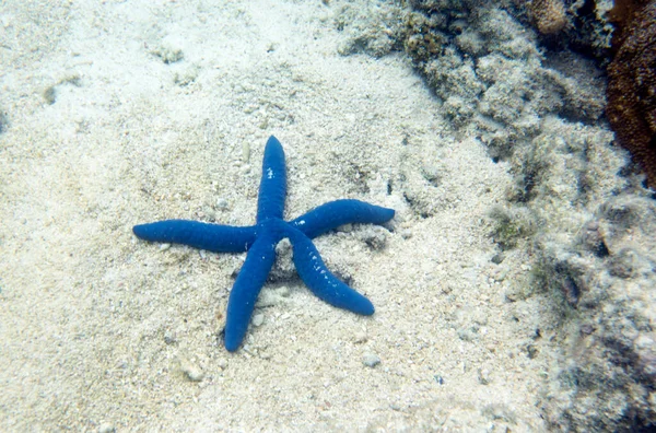 Endonezya Kumların Üzerinde Mavi Bir Deniz Yıldızı — Stok fotoğraf