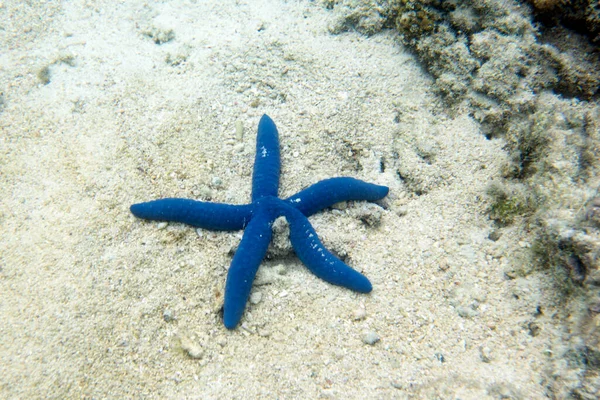 Синяя Морская Звезда Песке Индонезии — стоковое фото