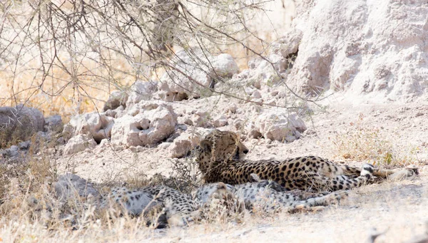 Ein Cheeta Rest Unter Busch Namibia — Stockfoto