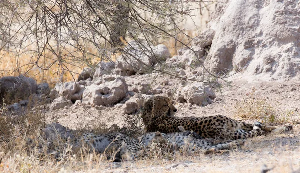 Cheeta Rest Bush Namibia — Stock Photo, Image