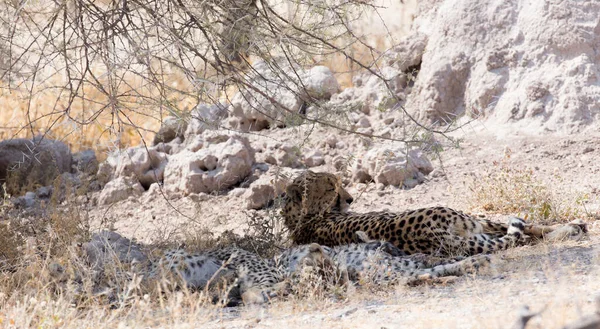 Descanso Cheeta Bajo Los Arbustos Namibia —  Fotos de Stock