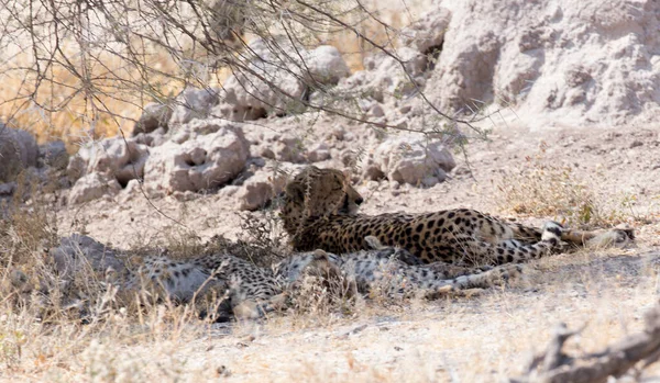 Cheeta Rest Bush Namibia — Stock Photo, Image