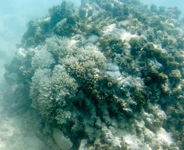 Många Blekning Korall Havet Seychellerna — Stockfoto