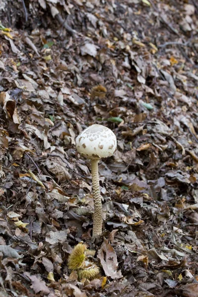 Cogumelo Procera Macrolepiota Madeira Itália — Fotografia de Stock