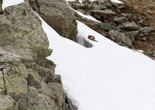 Una Marmotta Nella Neve Nel Nord Italia — Foto Stock