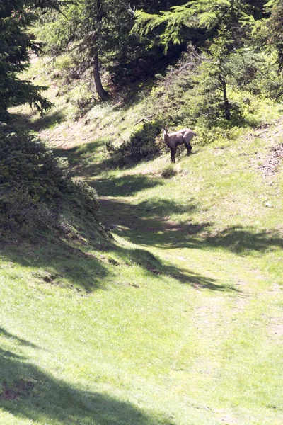 Vue Des Chamois Pendant Été Dans Nord Italie — Photo