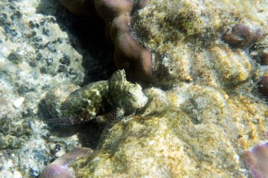 Endonezya 'daki güzel bir balığın yakın plan fotoğrafı.