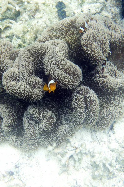 Vitsippor Och Vitsippor Tropiska Havet Indonesien — Stockfoto