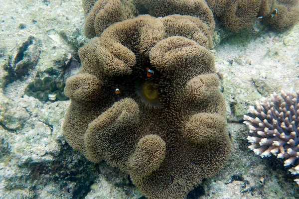 Anemone Anemone Fish Tropical Sea Indonesia — Stock fotografie