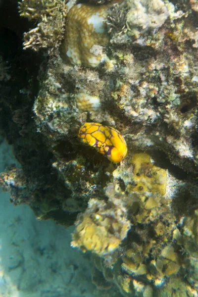 Yellow Sea Squirt Polycarpa Aurata Togian Island Indonesia — Stock Photo, Image