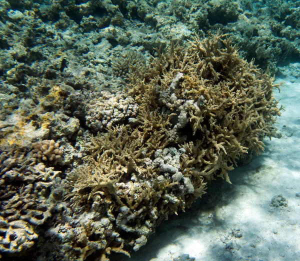 Подводная Жизнь Лагуне Новой Каледонии — стоковое фото