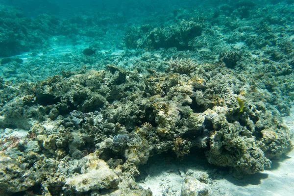 Vita Sottomarina Nella Laguna Della Nuova Caledonia — Foto Stock