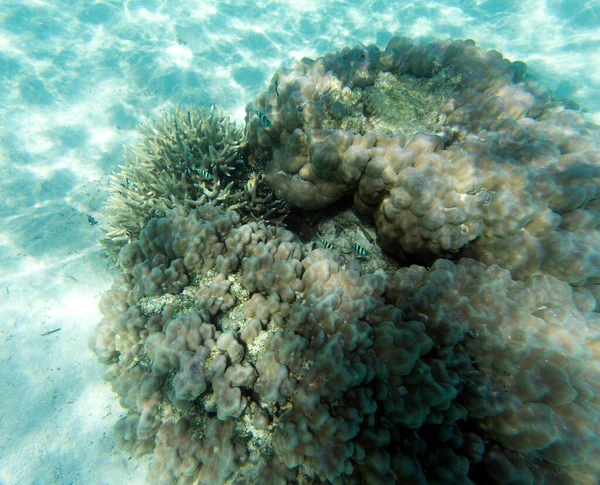 Underwater Life Lagoon New Caledonia — Stock Photo, Image