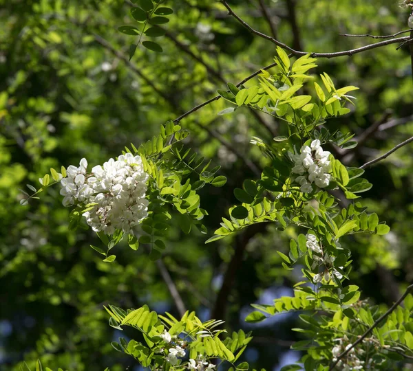 Kwiaty Robinia Pseudoacacia Włoskim Drewnie Włochy — Zdjęcie stockowe