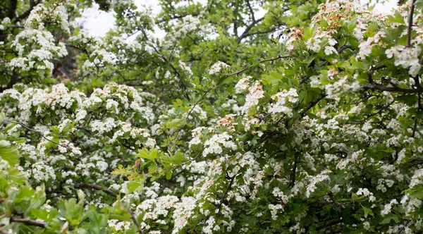 İtalya 'da çiçekli Crataegus monogyna bitkisi