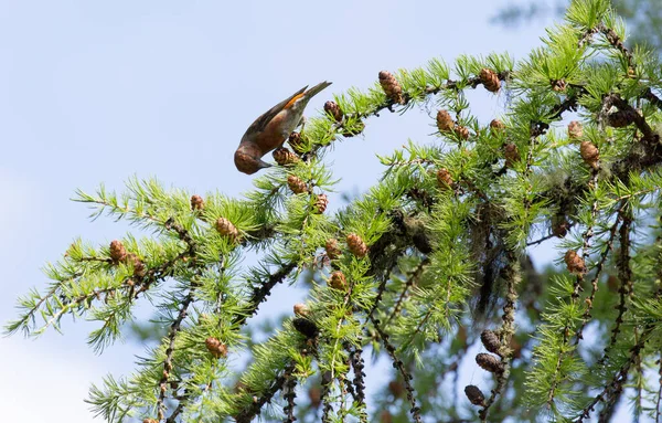 Foto Von Loxia Curvirostra Auf Einem Baum Italien — Stockfoto