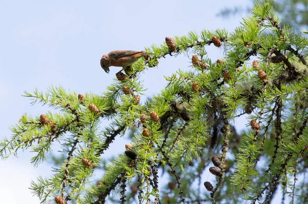 Foto Loxia Curvirostra Sobre Árbol Italia — Foto de Stock