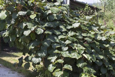 İtalya 'nın kuzeyinde bir kivi bitkisi