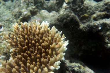 Endonezya 'daki Togian adaları denizindeki renkli mercanlar