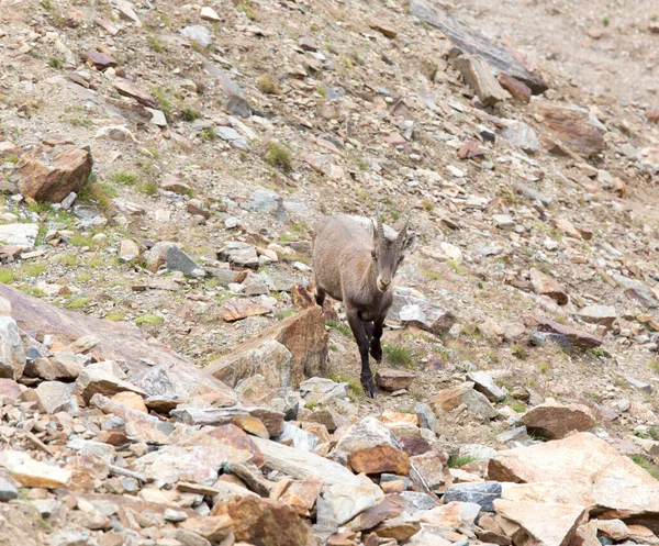 Photo Female Alpine Ibex North Italy — Stock Photo, Image