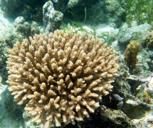 Πολύχρωμα Κοράλλια Στη Θάλασσα Των Νησιών Togian Ινδονησία — Φωτογραφία Αρχείου