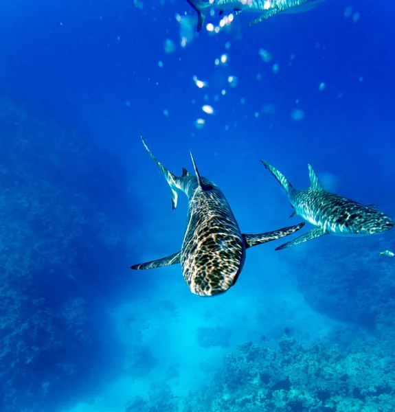 Three sharks following the camera in the sea of New Caledonia