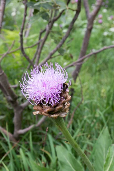 意大利山上的花朵上 一只漂亮的大黄蜂 — 图库照片