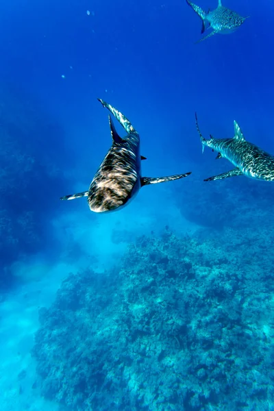 Yeni Kaledonya Denizi Ndeki Kamerayı Izleyen Köpekbalığı — Stok fotoğraf